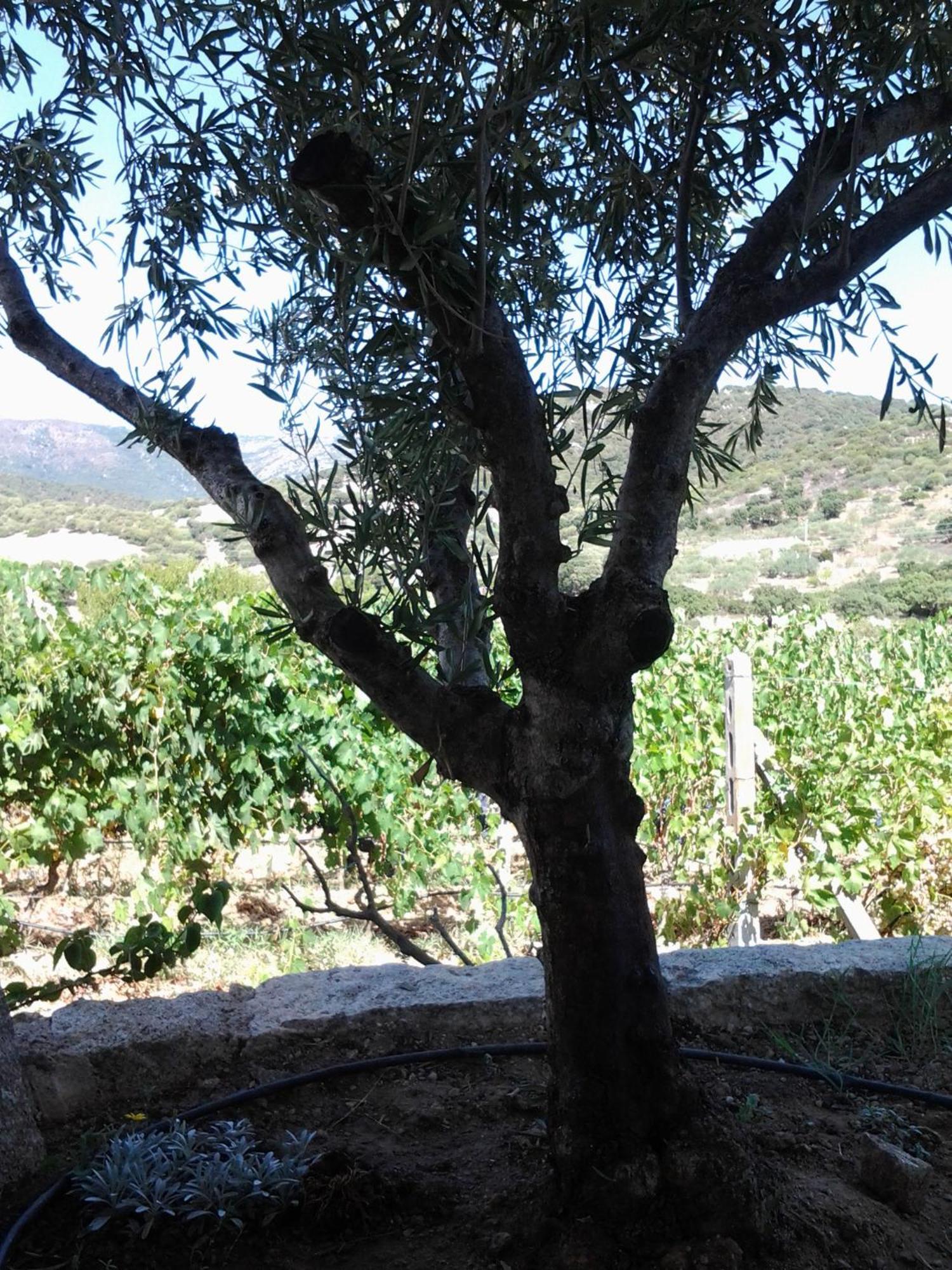 Agriturismo B&B Domo De Resteblas ベルキッダ エクステリア 写真