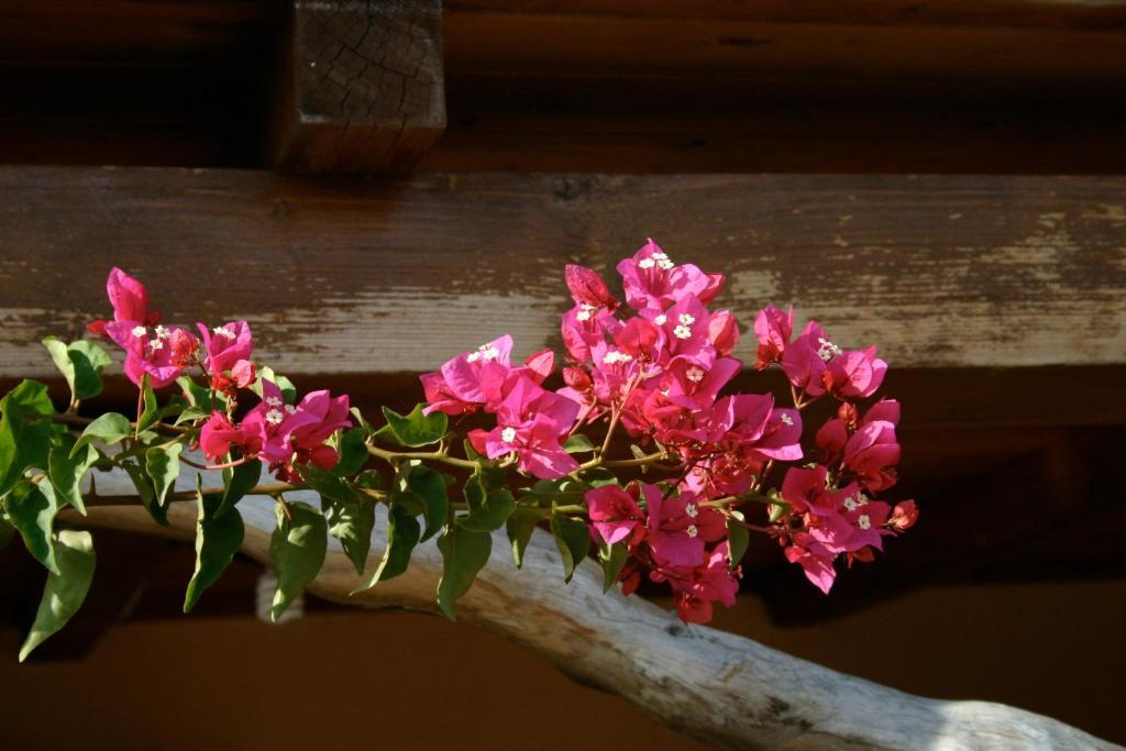 Agriturismo B&B Domo De Resteblas ベルキッダ エクステリア 写真
